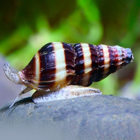 Anentome Helena. Caracol asesino