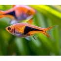 Trigonostigma heteromorpha. Rasbora Arlequin