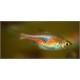 Trigonostigma espei. Rasbora Espei