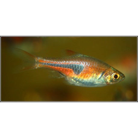 Trigonostigma espei. Rasbora Espei