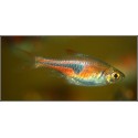 Trigonostigma espei. Rasbora Espei