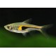 Trigonostigma hengeli. Rasbora Hengeli