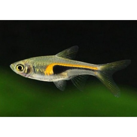 Trigonostigma hengeli. Rasbora Hengeli