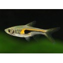 Trigonostigma hengeli. Rasbora Hengeli