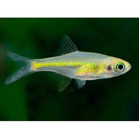 Microdevario kubotai. Rasbora kubotai