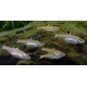 Brevibora dorsiocellata. Rasbora Dorsiocellata