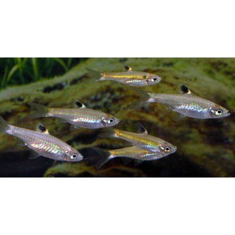 Brevibora dorsiocellata. Rasbora Dorsiocellata