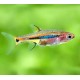 Boraras Urophthalmoides