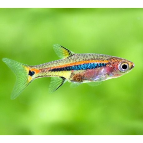 Boraras Urophthalmoides