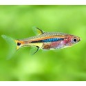 Boraras Urophthalmoides