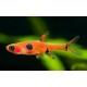 Boraras Maculatus