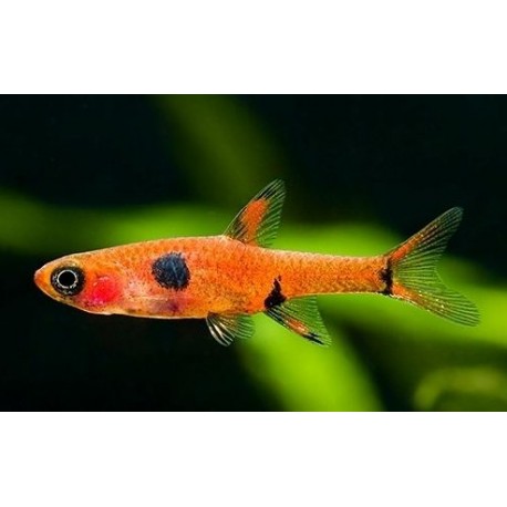 Boraras Maculatus
