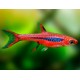 Boraras Brigittae