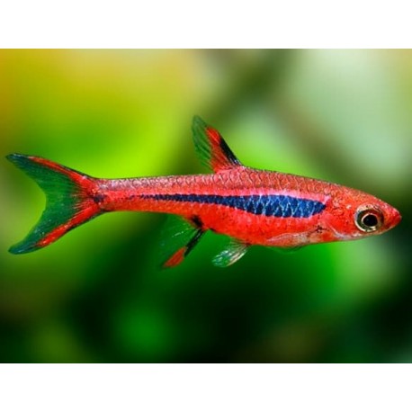 Boraras Brigittae