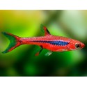 Boraras Brigittae