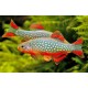Danio margaritatus. Microrasbora Galaxy