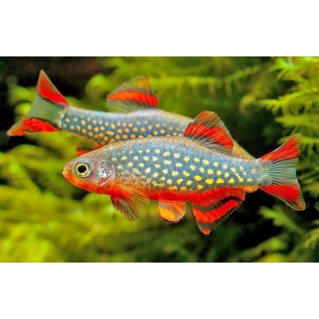 Danio margaritatus. Microrasbora Galaxy
