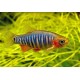Danio erythromicron. Microrasbora Erythromicron