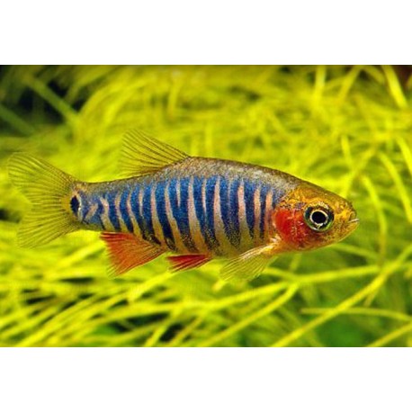 Danio erythromicron. Microrasbora Erythromicron