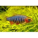 Danio erythromicron. Microrasbora Erythromicron