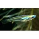Oryzias minutillus. Medaka enano