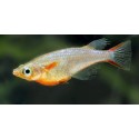 Oryzia Woworae