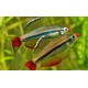 Tanichthys albonubes. Neon Chino