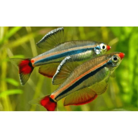Tanichthys albonubes. Neon Chino