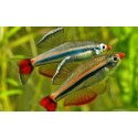 Tanichthys albonubes. Neon Chino
