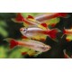 Tanichthys albonubes. Neon Chino Velo