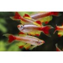 Tanichthys albonubes. Neon Chino Velo