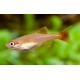 Tanichthys albonubes. Neon Chino Oro