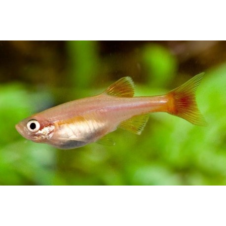 Tanichthys albonubes. Neon Chino Oro