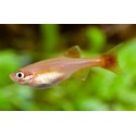 Tanichthys albonubes. Neon Chino Oro