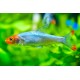Sawbwa Resplendens