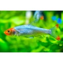 Sawbwa Resplendens
