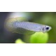 Aplocheilichthys/Poropanchax normani. Ojo Linterna
