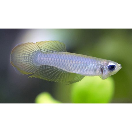 Aplocheilichthys/Poropanchax normani. Ojo Linterna