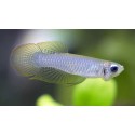 Aplocheilichthys/Poropanchax normani. Ojo Linterna