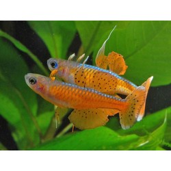 Pseudomugil Paskai