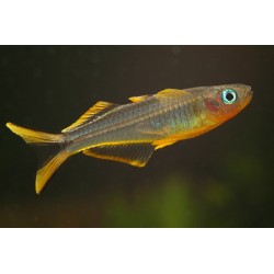 Pseudomugil Furcatus