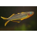 Pseudomugil Furcatus