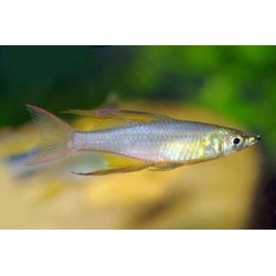Iriatherina Werneri