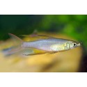 Iriatherina Werneri