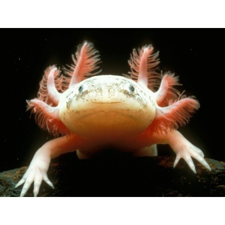 Listado de anfibiosy reptiles