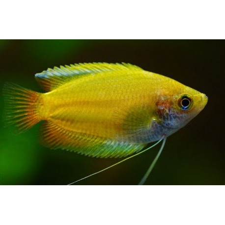 Trichogaster chuna. Colisa chuna dorada