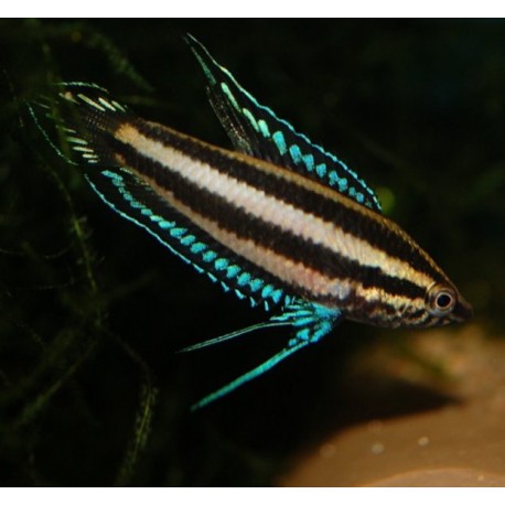 Parosphromenus deissneri. Gurami Regaliz