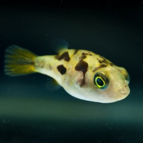 Carinotetraodon travancoricus. Globo Enano de la India
