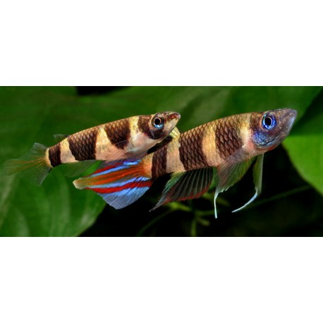 Pseudepiplatys Annulatus