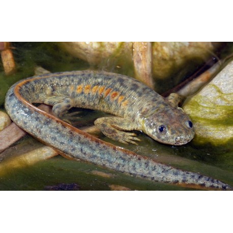 Pleurodeles Waltl. Gallipato